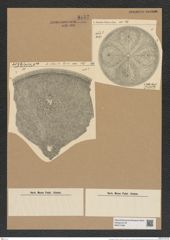 Aulacodiscus wittii Jan. (de-Toni-Nr.: Genus 182, Species 4542) Zeichnungen Sammlung Grunow Nr. 8142 (NHMW-BOT-W0377499)
